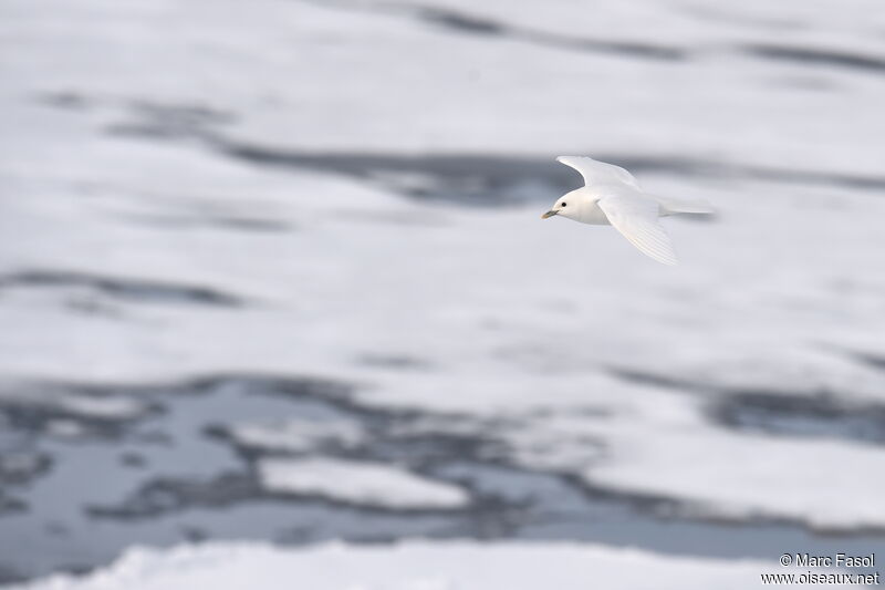 Mouette blancheadulte nuptial, Vol