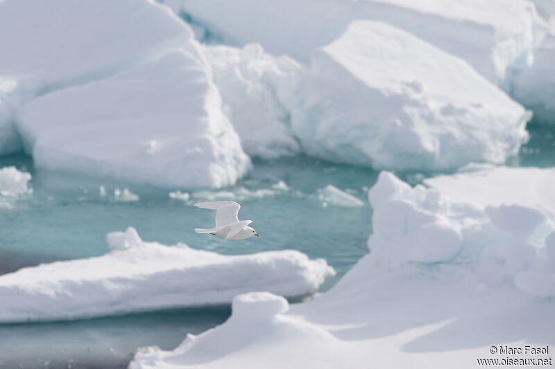 Ivory Gull, Flight