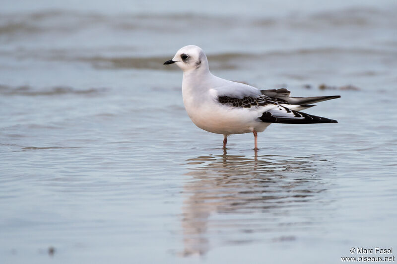 Mouette de Rossjuvénile, identification