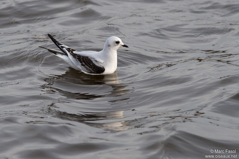 Mouette de Ross2ème année, nage