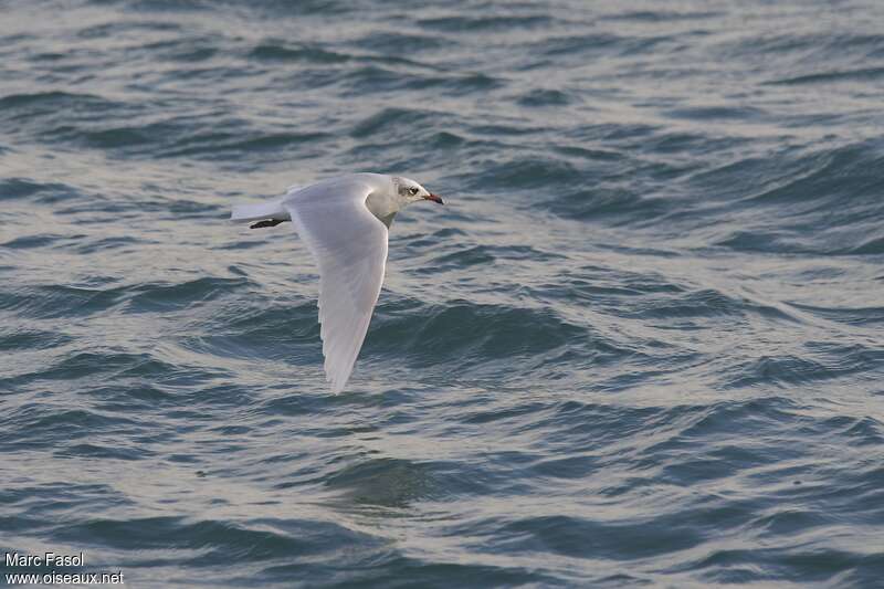 Mediterranean Gulladult post breeding, identification