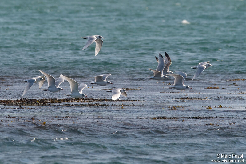 Mediterranean Gull