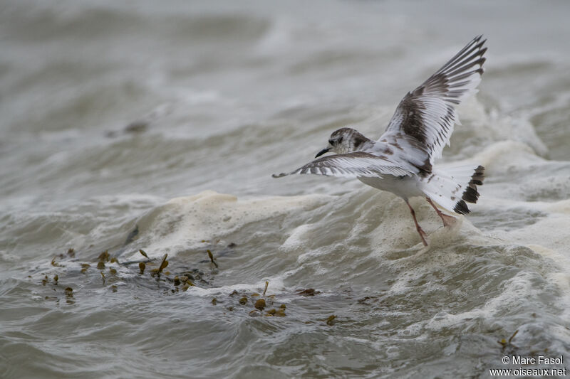 Mouette pygmée1ère année, Vol, pêche/chasse