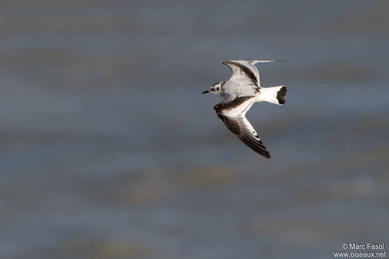 Mouette pygméeimmature, Vol