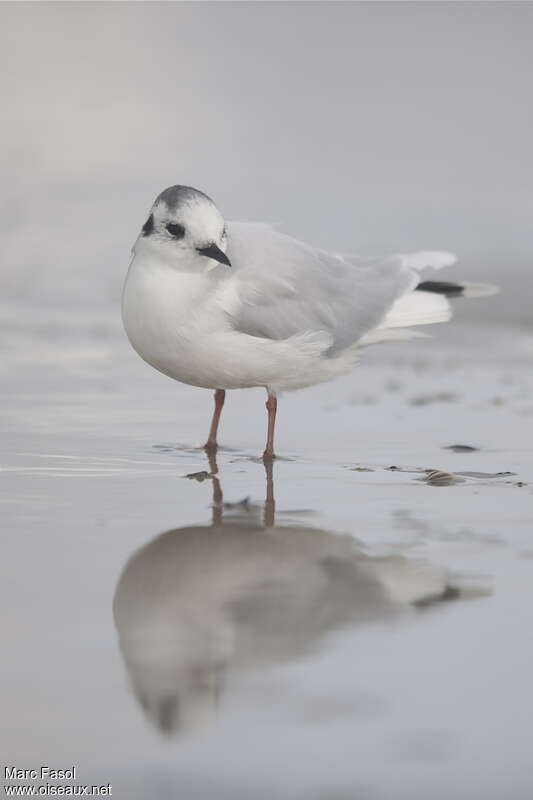 Mouette pygméeadulte internuptial, identification