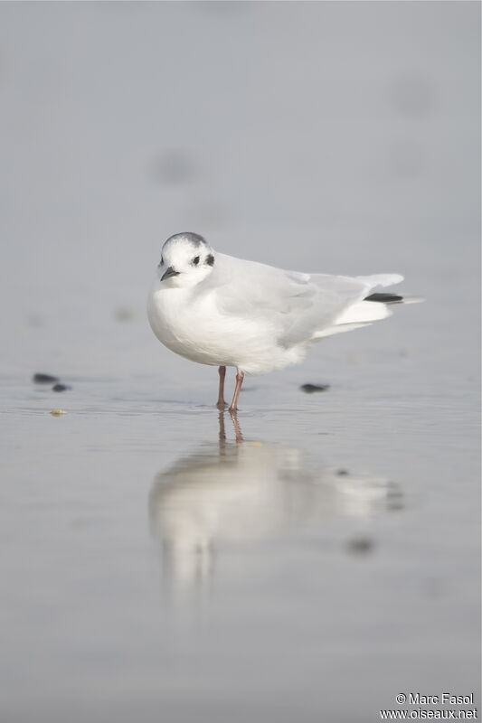 Little Gulladult post breeding, identification