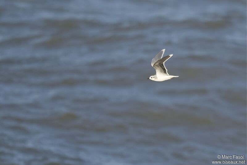 Little Gulladult post breeding, Flight