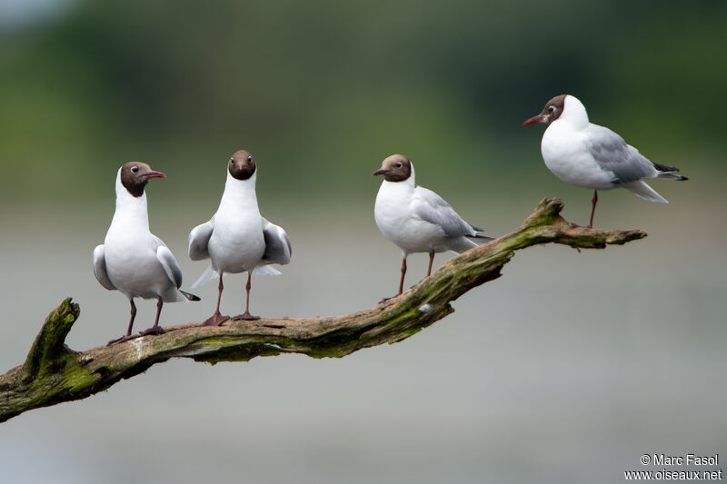 Black-headed Gulladult breeding, colonial reprod.