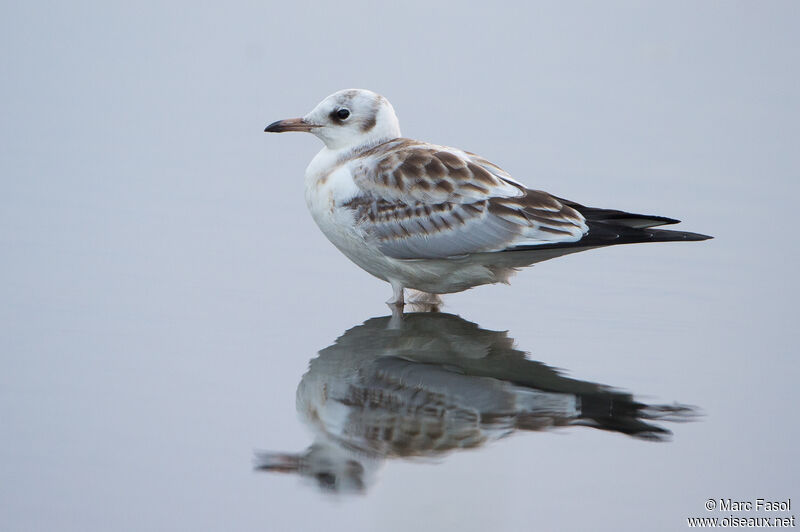 Black-headed Gulljuvenile