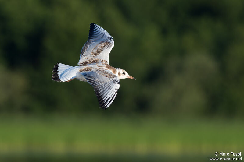 Black-headed Gulljuvenile, Flight