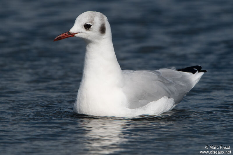 Black-headed Gulladult post breeding, fishing/hunting