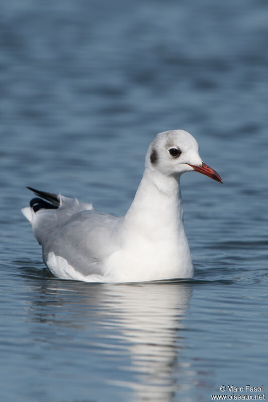 Black-headed Gulladult post breeding, identification