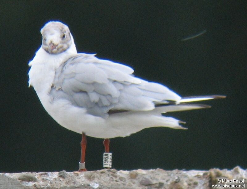 Mouette rieuse