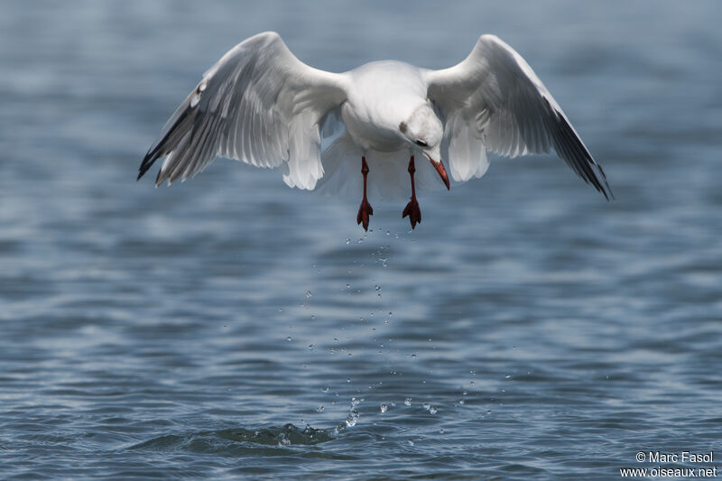 Black-headed Gulladult post breeding, Flight