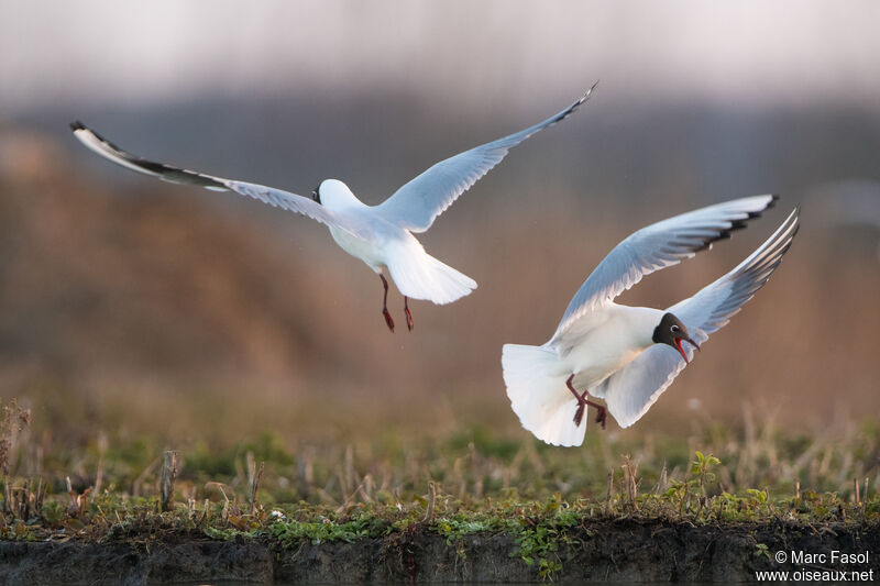 Black-headed Gull, Reproduction-nesting