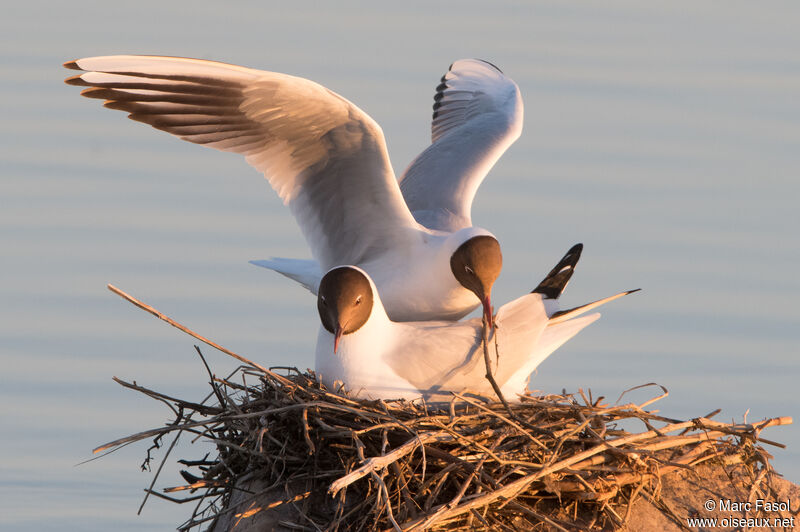 Black-headed Gulladult breeding, Reproduction-nesting