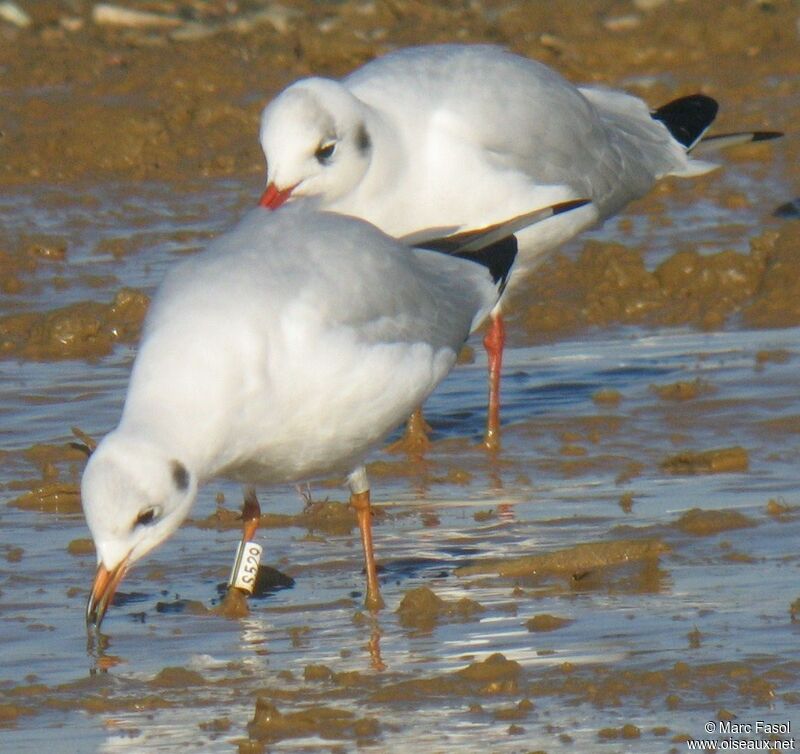 Black-headed Gulladult post breeding, identification