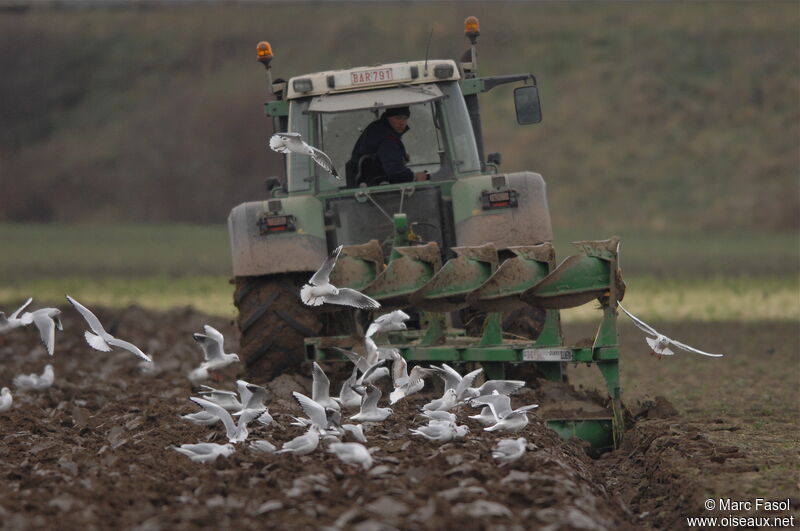 Black-headed Gull, Behaviour