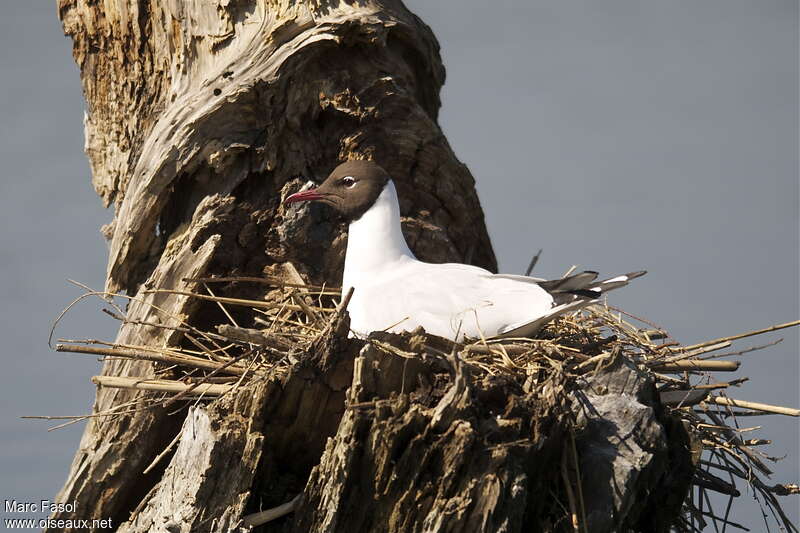 Black-headed Gulladult breeding, Reproduction-nesting