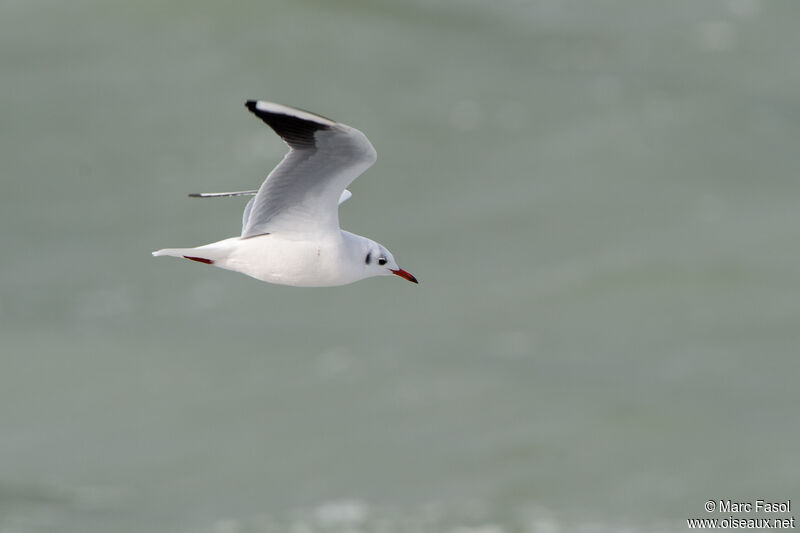 Black-headed Gulladult post breeding, Flight