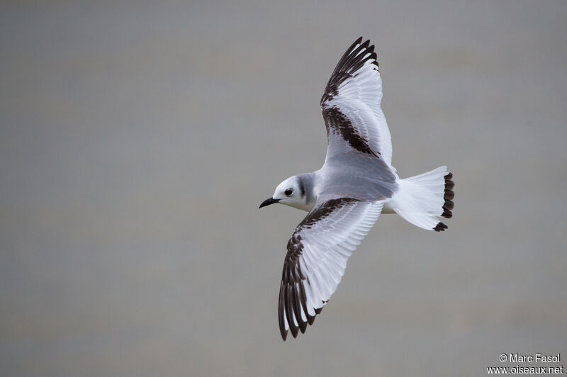 Black-legged KittiwakeFirst year, Flight