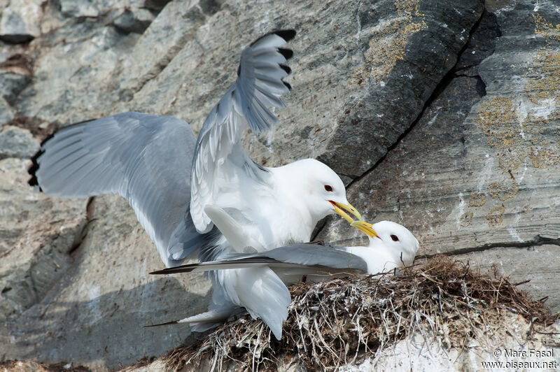 Mouette tridactyleadulte nuptial, Nidification, r. coloniale