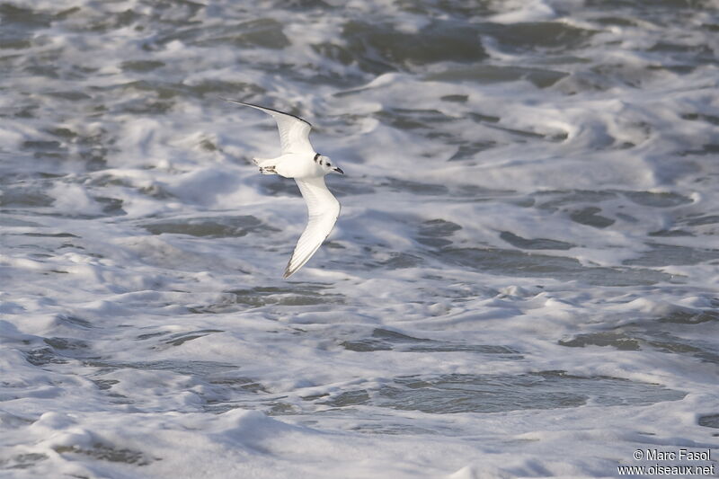 Black-legged Kittiwakejuvenile, Flight