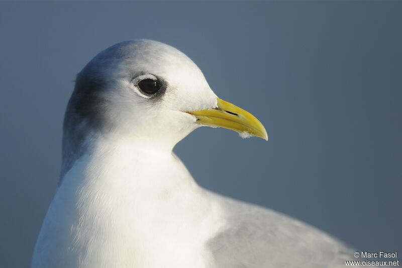 Black-legged Kittiwakeadult post breeding, identification