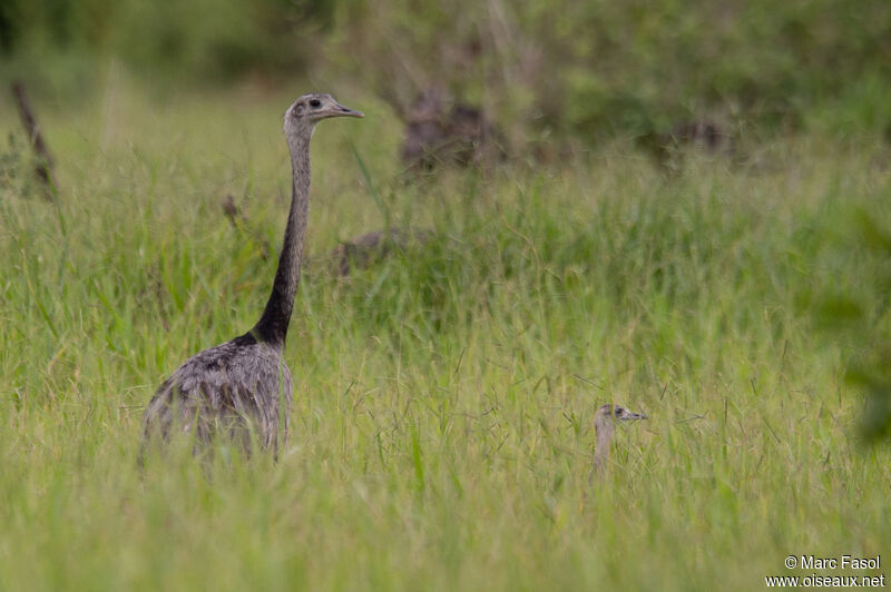 Greater Rhea