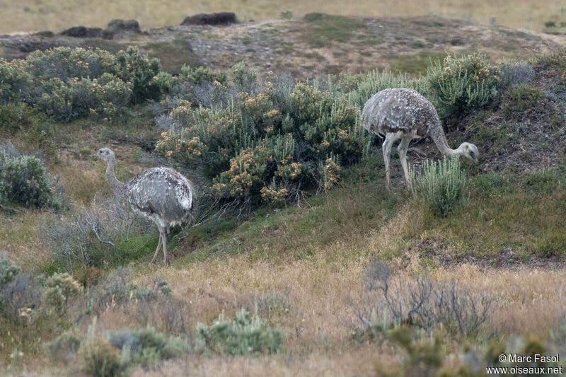 Lesser Rheaadult, eats