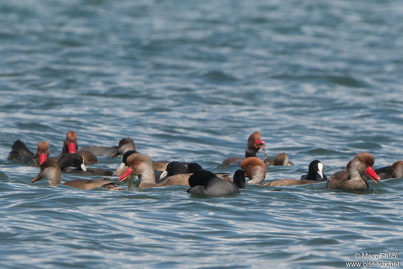 Nette rousse, régime, mange