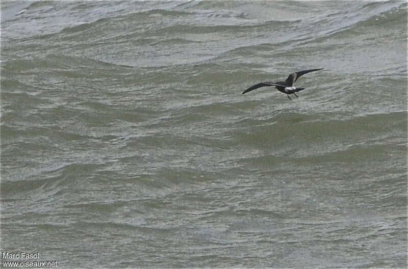 Leach's Storm Petrel, pigmentation, Flight