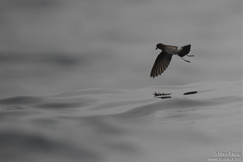 Elliot's Storm Petreladult, Flight, Behaviour