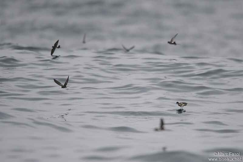 Elliot's Storm Petrel, Flight, Behaviour