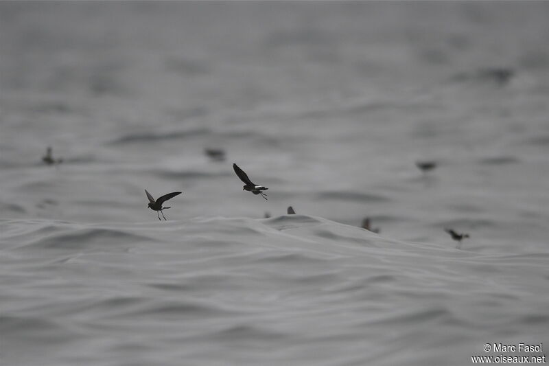 Elliot's Storm Petrel, Flight, feeding habits, Behaviour