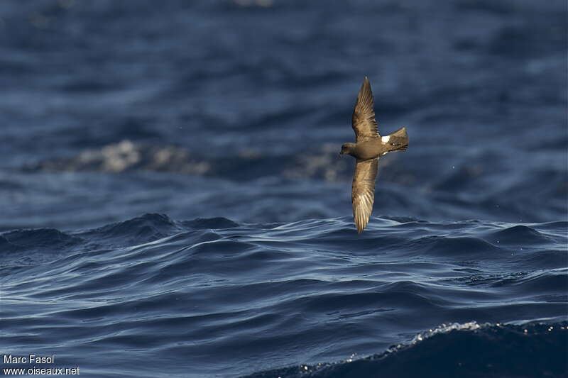 Band-rumped Storm Petreladult breeding, pigmentation, Flight