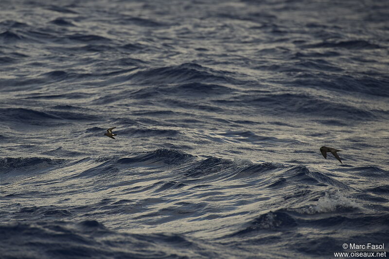 European Storm Petreladult breeding, Flight