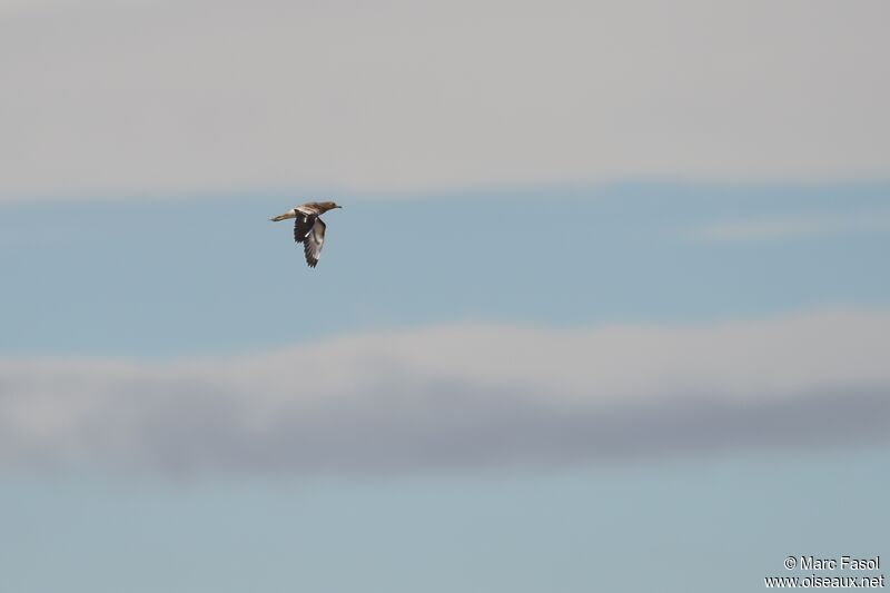 Eurasian Stone-curlewadult post breeding, Flight