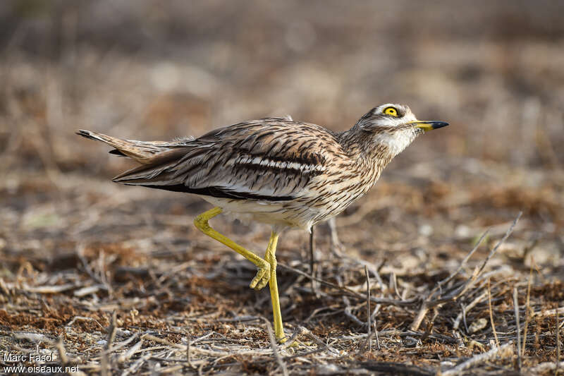 Eurasian Stone-curlewadult breeding, Behaviour