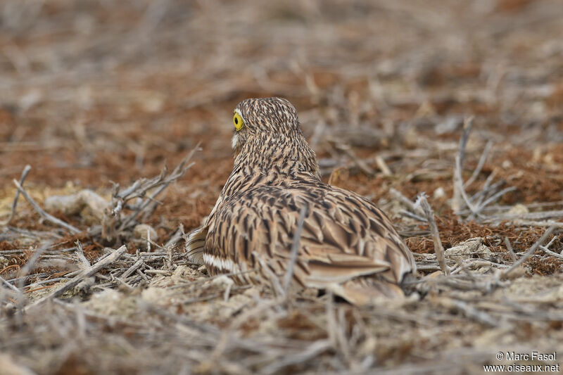 Eurasian Stone-curlewadult breeding, camouflage, Reproduction-nesting