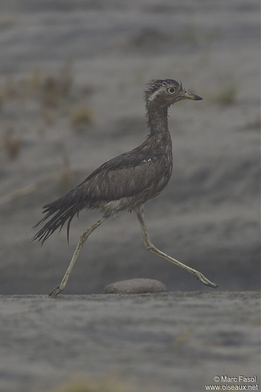 OEdicnème du Pérouadulte, identification