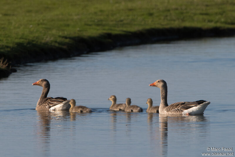 Greylag Goose, identification, swimming