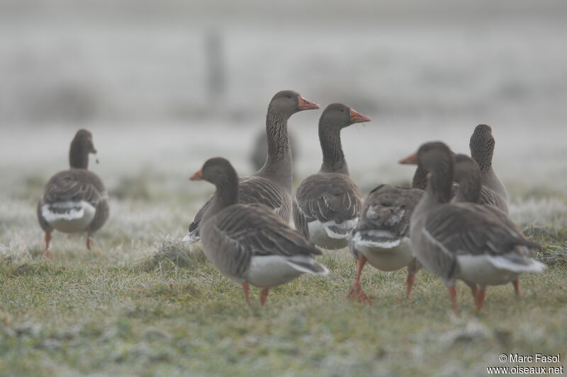 Greylag Gooseadult post breeding, feeding habits