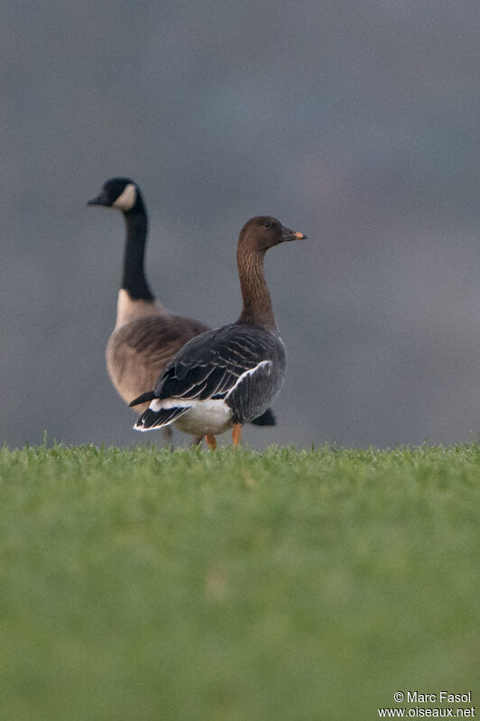 Oie de la toundraadulte, identification