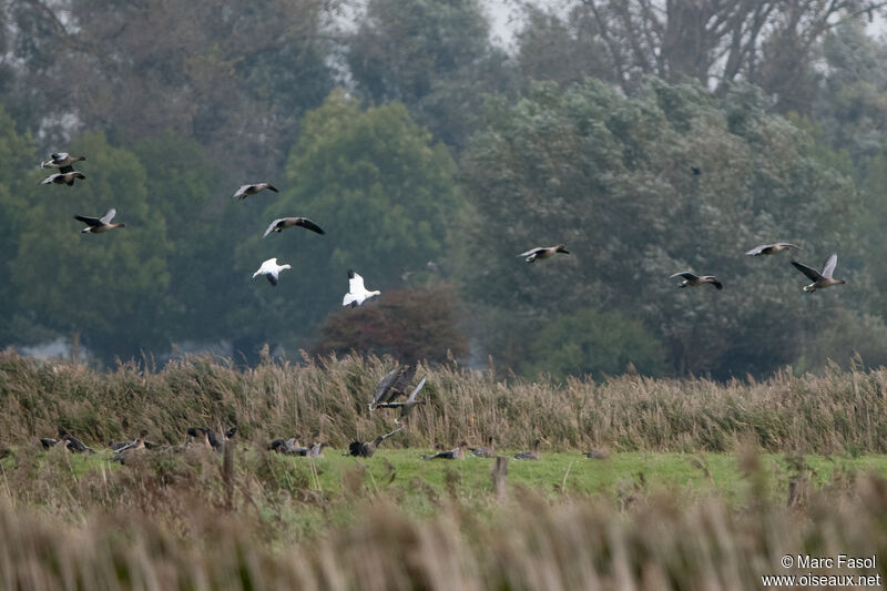 Ross's Gooseadult post breeding, Flight