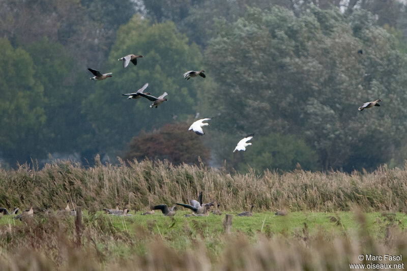 Ross's Gooseadult post breeding, Flight