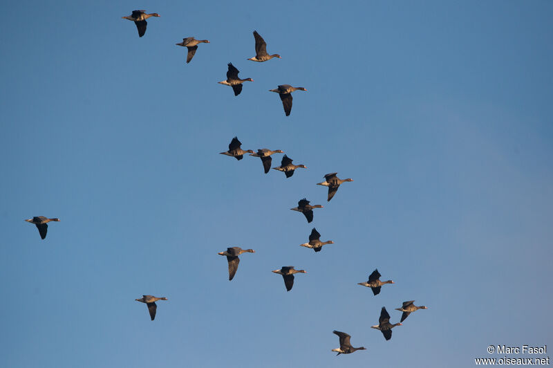 Greater White-fronted Goose, Flight