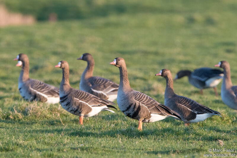 Greater White-fronted Goose