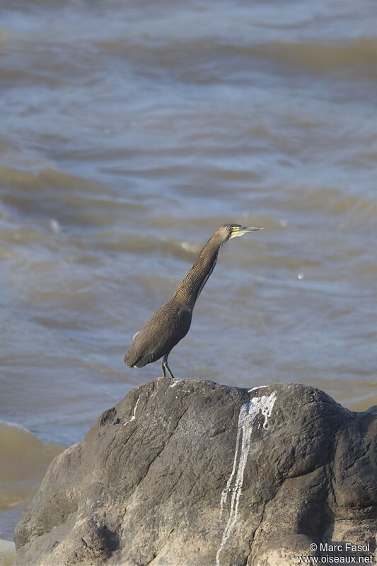 Onoré fasciéadulte, identification, Comportement