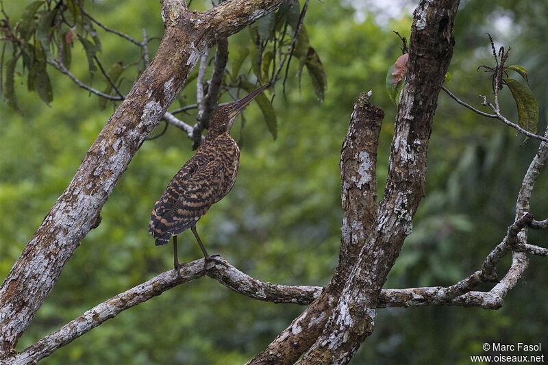 Onoré rayéjuvénile, identification, Comportement